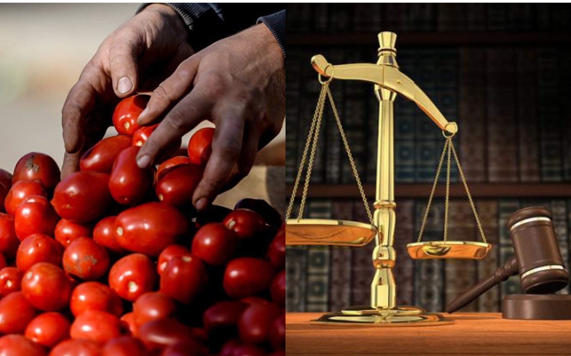 Լոլիկի արտահանումից մինչև դատական քաշքշուկ. քաղաքացին մեղադրում է Հունան Պողոսյանի եղբոր հիմնադրած ընկերությանը