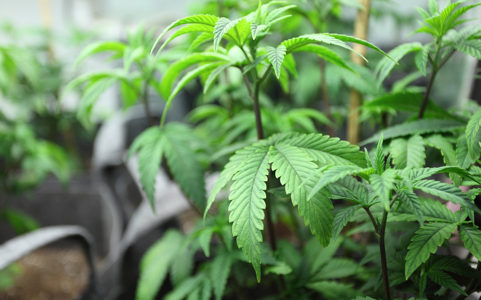 Երևանի բնակիչը Շահումյանի շրջանում թմրանյութ պահելու կասկածանքով զննության է ենթարկվել