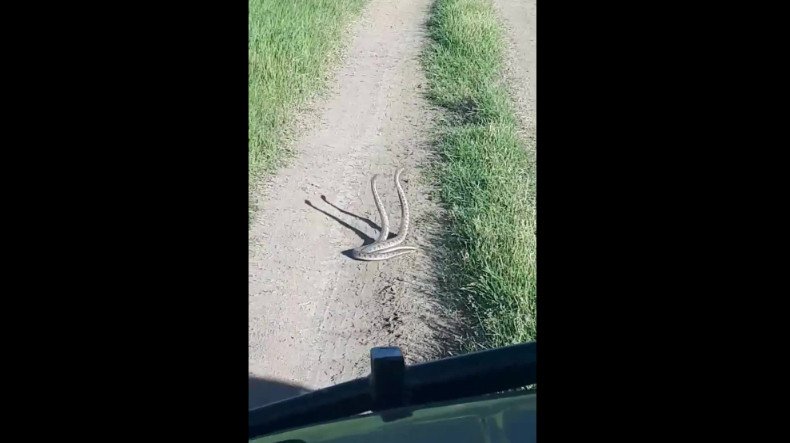 Գյուրզաների «պարը» Հայկական լեռնաշխարհում (ՏԵՍԱՆՅՈՒԹ)