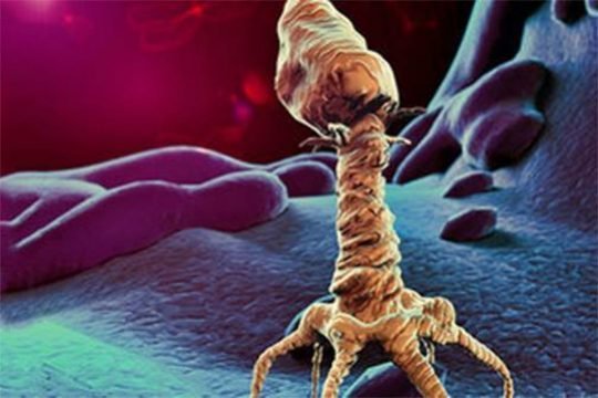 Հնագույն մահացու վարակի մնացորդներ են հայտնաբերվել Թուրքիայի տարածքում