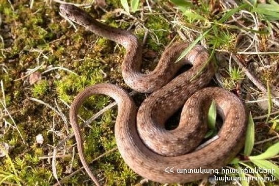 Օձի խայթոցից թունավորումների ցուցանիշն աճել է