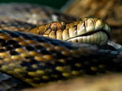 Ավստրալիայի կենդանաբանական այգում գողացել են կոկորդիլոսն ու երկու պիթոն