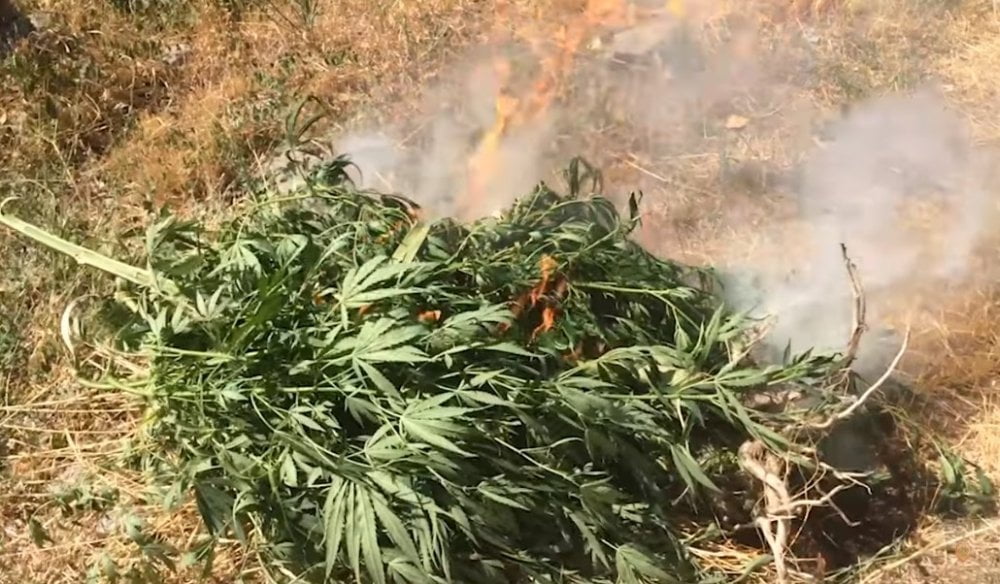 Մեկնարկել է «Կանեփ-կակաչ-2019» համալիր օպերատիվ-կանխարգելիչ միջոցառումը (ՏԵՍԱՆՅՈՒԹ)