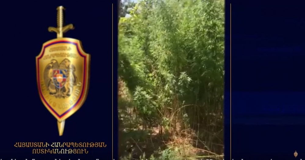 Երևանում մեծ քանակի կանեփ է հայտնաբերվել (ՏԵՍԱՆՅՈւԹ)