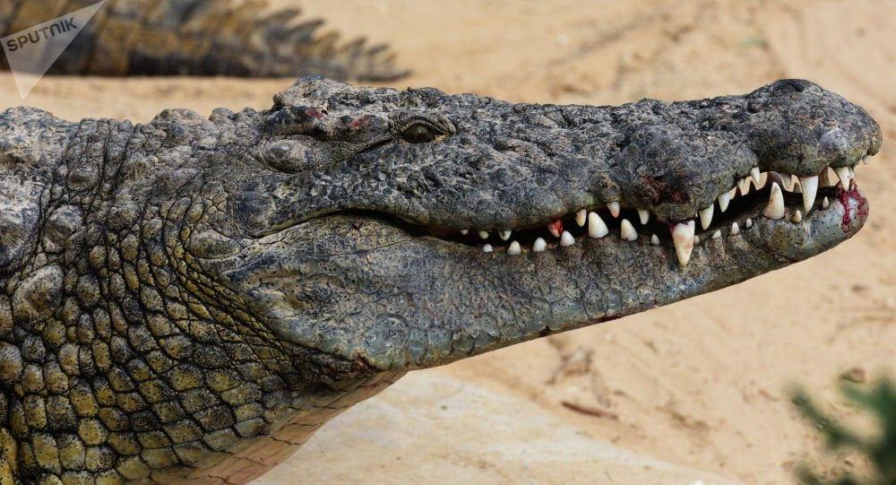 Շվեդ տղամարդը հազիվ է ազատվել կոկորդիլոսի հարձակումից. BBC