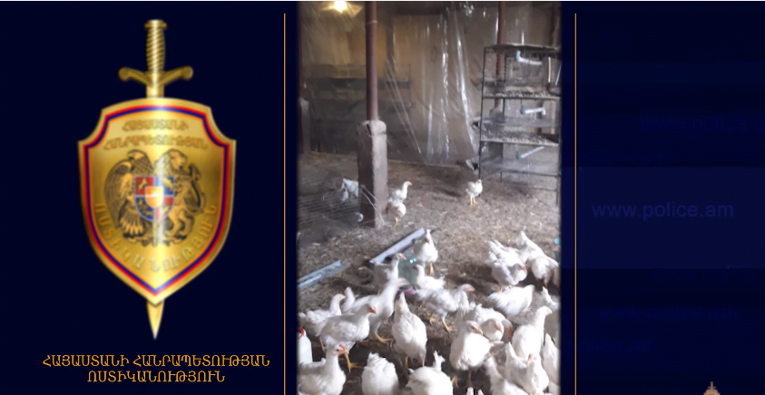 Գոմից գողացվել էր 400 հատ հավ․ կասկածյալը բերման ենթարկվեց (ՏԵՍԱՆՅՈւԹ)