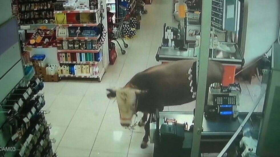 Թուրքիայում «Զոհաբերության տոնի» ժամանակ ցուլը փախել ու մտել է խանութ (ՏԵՍԱՆՅՈւԹ)