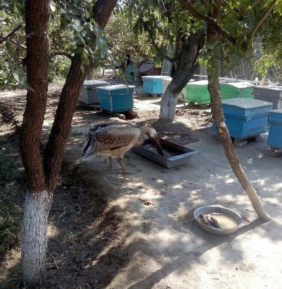 Հավալուսնը ընկել է բնակիչներից մեկի այգին (ԼՈՒՍԱՆԿԱՐ)