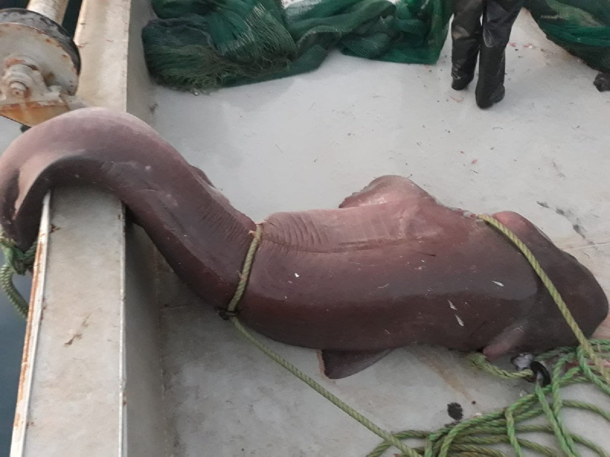 Ձկնորսները մեկ տոննա կշիռ ունեցող շնաձուկ են բռնել. (ՏԵՍԱՆՅՈՒԹ)