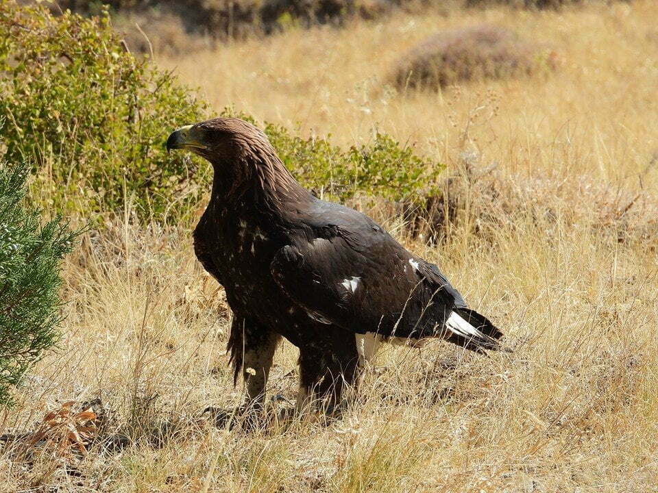 Հայաստանում առաջին անգամ բնություն են վերադարձվել փրկված և բուժված կարմիրգրքյան թռչուններ