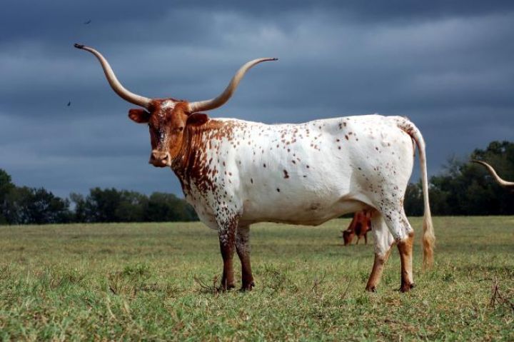 Կայծակի հետևանքով Կոտայքում սատկել են խոշոր եղջերավոր կենդանիներ