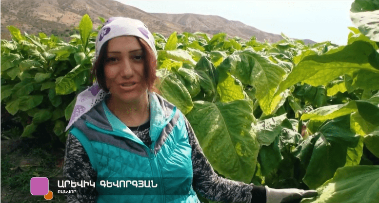 Իշխանաձորում ծխախոտի մշակությունը իրականություն է (ՏԵՍԱՆՅՈւԹ)