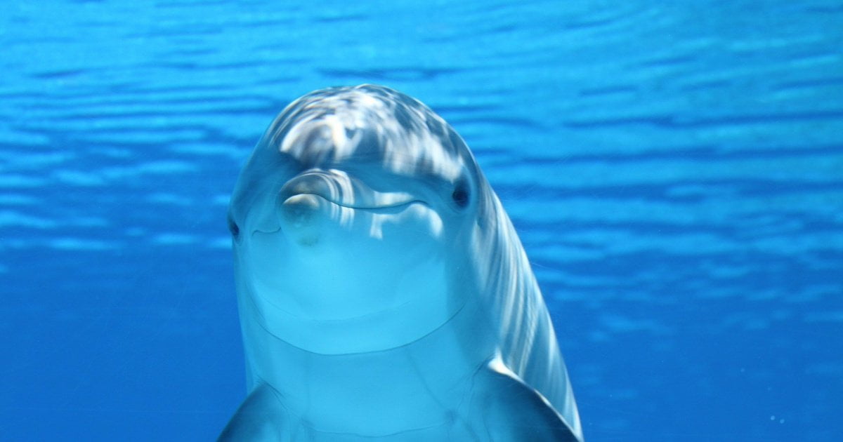 Որոշ դելֆիններ կարողանում են հասկանալ մինչև 60 բառ․ փաստեր