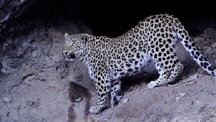 ՀՀ տարածքում կրկին կովկասյան հովազ է ֆիքսվել (ՏԵՍԱՆՅՈՒԹ)