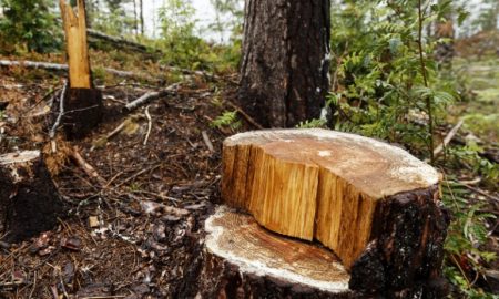 Եվրոպացիները սկսել են այրել անտառները՝ տաքանալու համար. Interia