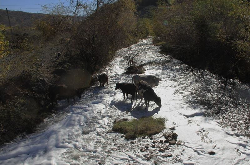 Կովերը խմում են Արծվանիկի պոչամբարից դուրս եկող հոսքաջրերը. ՀԲՃ