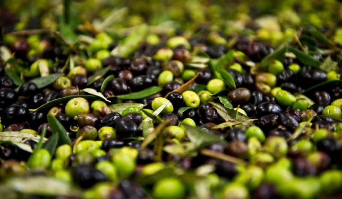 Ձիթապտուղ արտադրող ընկերությունն ազատվեց մաքսատուրքից