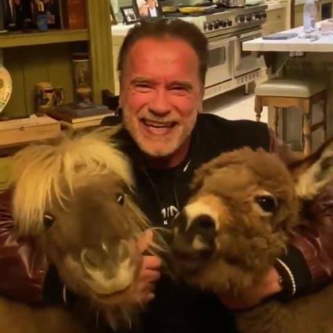 Առնոլդ Շվարցնեգերն իր իշուկի ու պոնիի հետ հորդորում է մնալ տանը. ֆլեշմոբ (ՏԵՍԱՆՅՈւԹ)