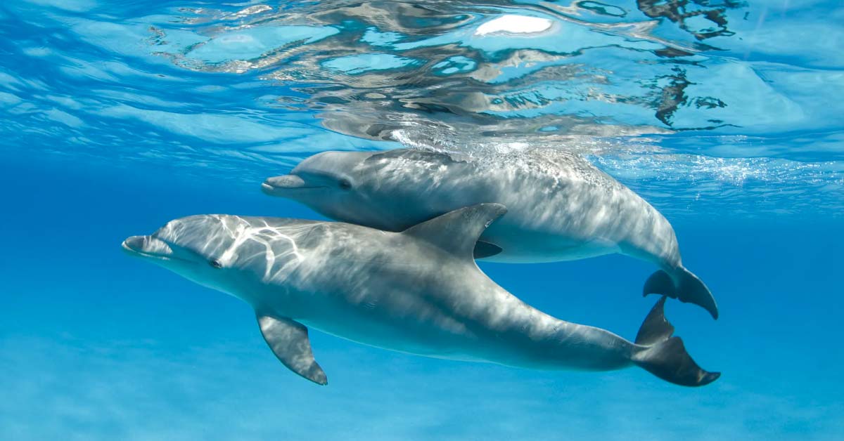 Աղետ. 4000000 դելֆինների բռնել են թունա ձուկ որսալիս