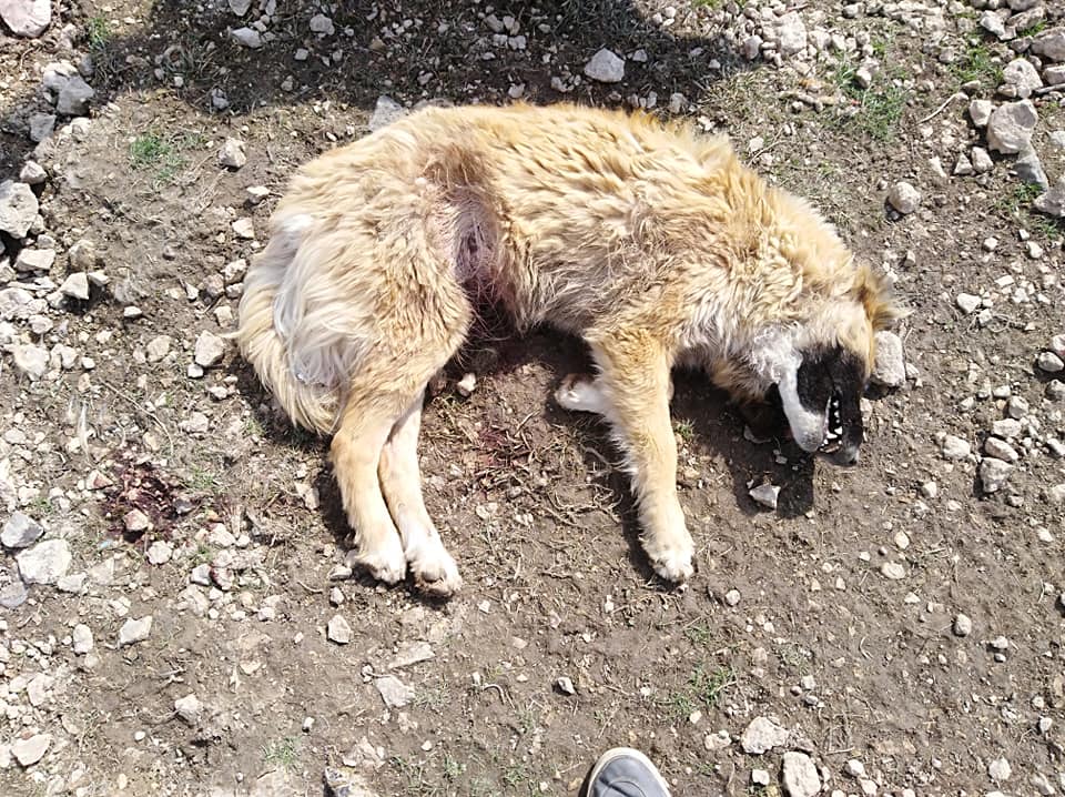 Դաժան հաշվեհարդար կենդանիների հանդեպ