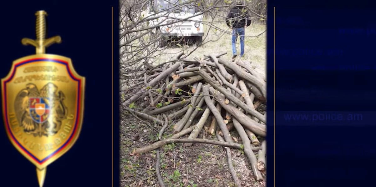 Տղամարդը ապօրինի հատել է 60-ից ավել ծառ ու բռնվել (ՏԵՍԱՆՅՈւԹ)