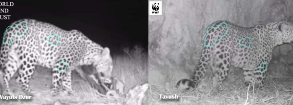 Ընձառյուծը, հատելով երկրի կեսը, հարավային Հայաստանից հասել է Իջևանի լեռներ. FPWC