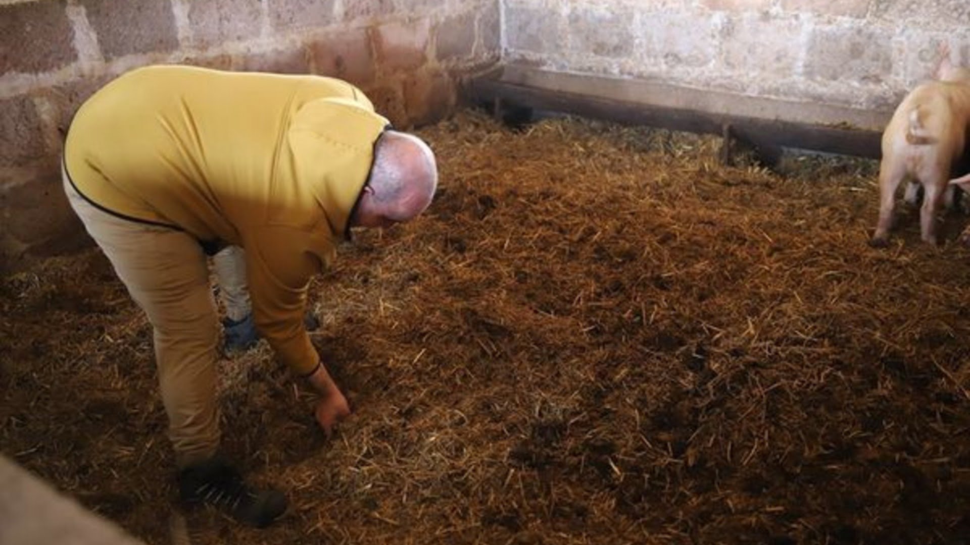 Շիրակի մարզպետն այցելել է նորարարական տեխնոլոգիաներով աշխատող խոզաբուծարան