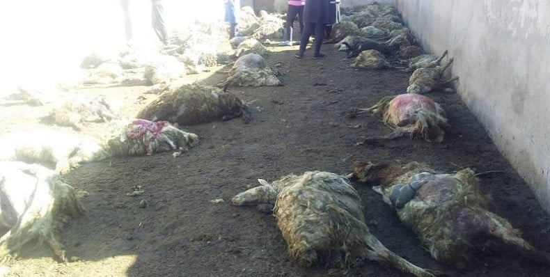 Նորակերտ գյուղում գայլերը հոշոտել են 122 ոչխարի