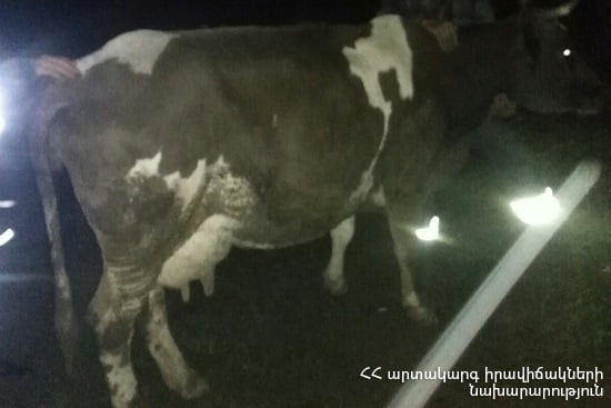 Փրկարարները Բերդում ձորից դուրս են բերել կենդանուն