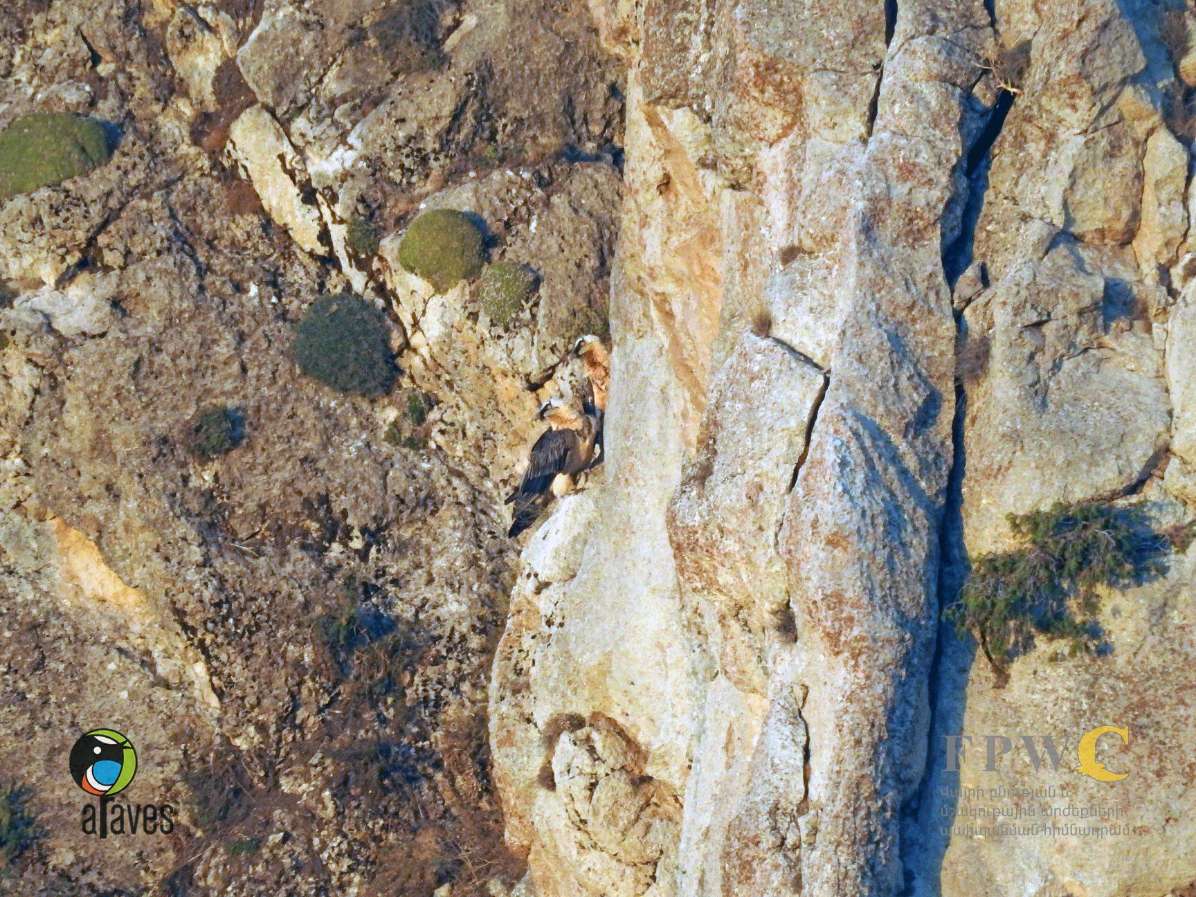 Անտառապահները հազվագյուտ թռչնատեսակներից գառնանգղի բնադրող զույգ են ֆիքսել (ՏԵՍԱՆՅՈւԹ)