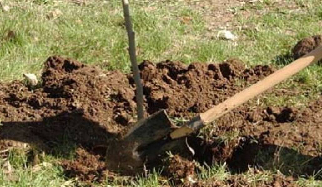 Ավելի քան 6000 ծառ է տնկվել ի հիշատակ ընկած հերոսների