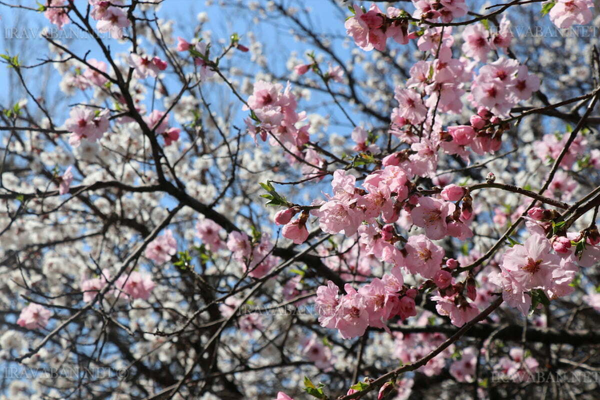 Եղանակը Հայաստանում և Արցախում