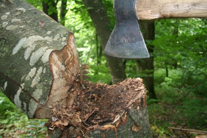 Ստեփանավանի անտառներում հատվել են մոտ 30 ծառեր