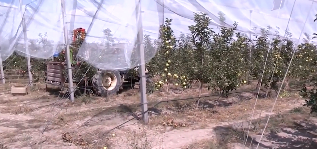 Ինտենսիվ այգեգործության զարգացմանն ուղղված ծրագիրը կմեկնարկի 2022 թվականից