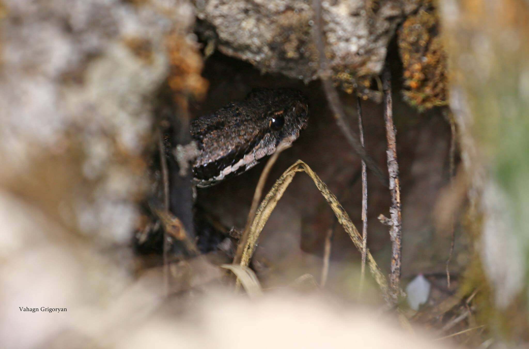 Այսօր Օձերի համաշխարհային օրն է