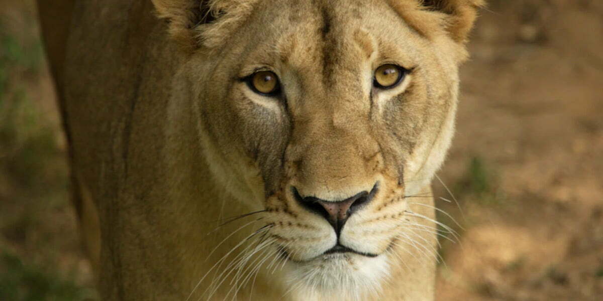 Դելտա շտամից ԱՄՆ-ի կենդանաբանական այգիներում առյուծներ և վագրեր են մահացել