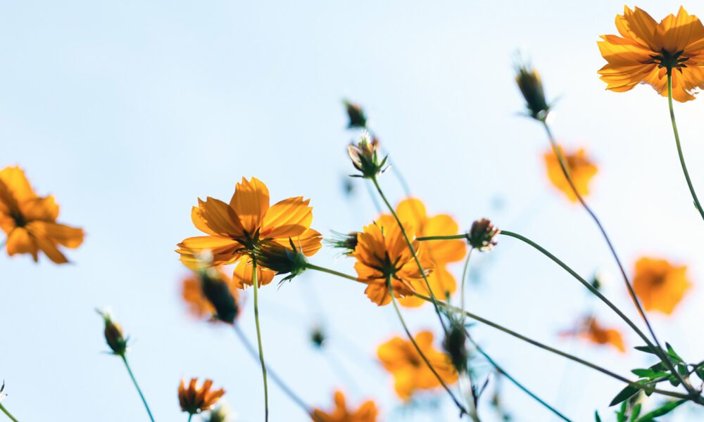 Եղանակի տեսությունն այսօր