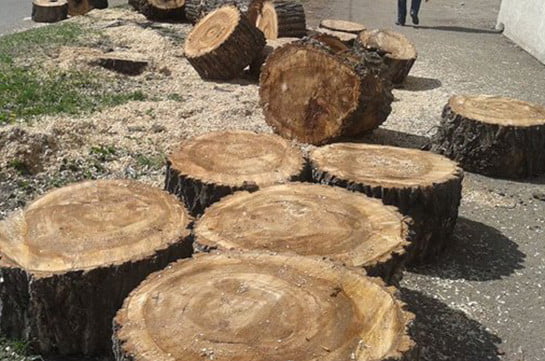 Ապօրինի հատվել է 46 ծառ․ հայտնաբերվածը տեղափոխվել է ոստիկանություն (ՏԵՍԱՆՅՈՒԹ)