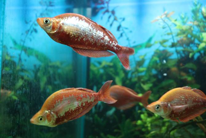 Կենդանաբանական այգին նոր բնակիչներ ունի