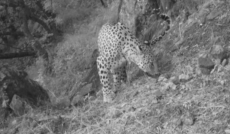 Խոսրովի անտառի արքան Նեոն է՝ իր գահին հաստատված և հավատարիմ ընձառյուծը