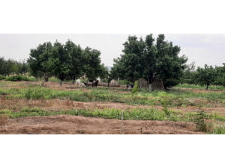 Պտղատու այգի Է Վարդենիկում հիմնվել