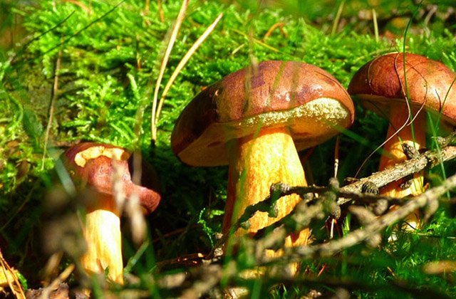 Կոտայքի մարզում արձանագրվել է սնկից թունավորման դեպք