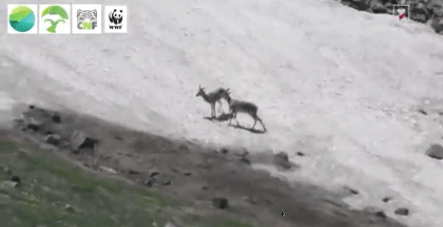 Մուֆլոններ և բեզոարյան այծեր են նկատվել Զանգեզուր արգելավայրում