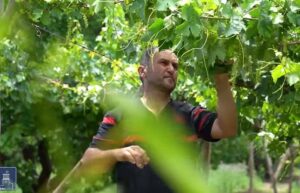 Սեզոնային վարձատրվող աշխատանք՝ սեփական այգում․ Կառավարության ծրագիրը