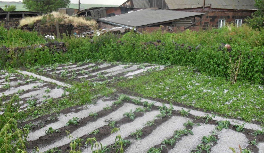 Լոռիում դիտված կարկուտը վնաս է հասցրել մշակաբույսերին