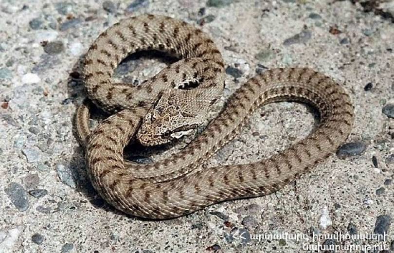 Փրկարարները բռնել են շահմար տեսակի օձ