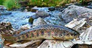 Վայքում բացահայտվել է Որսագողության դեպք