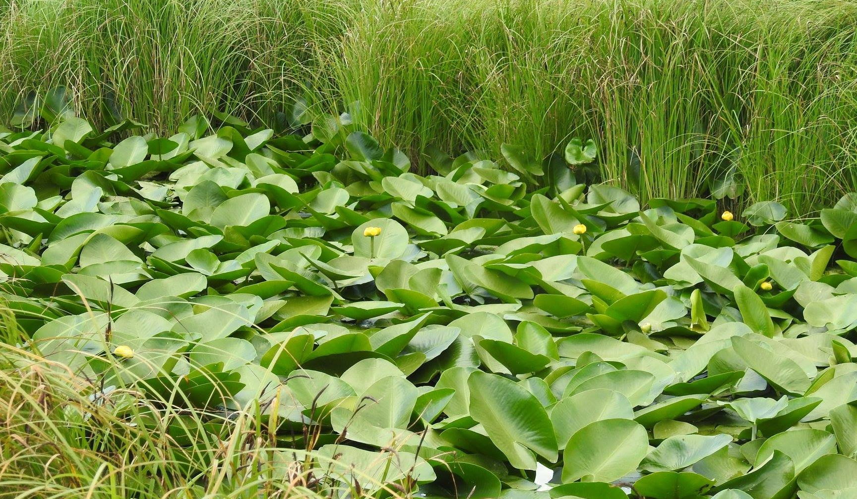 Արփի լիճ ազգային պարկում սկսվում է դեղին ջրաշուշանի ծաղկման շրջանը