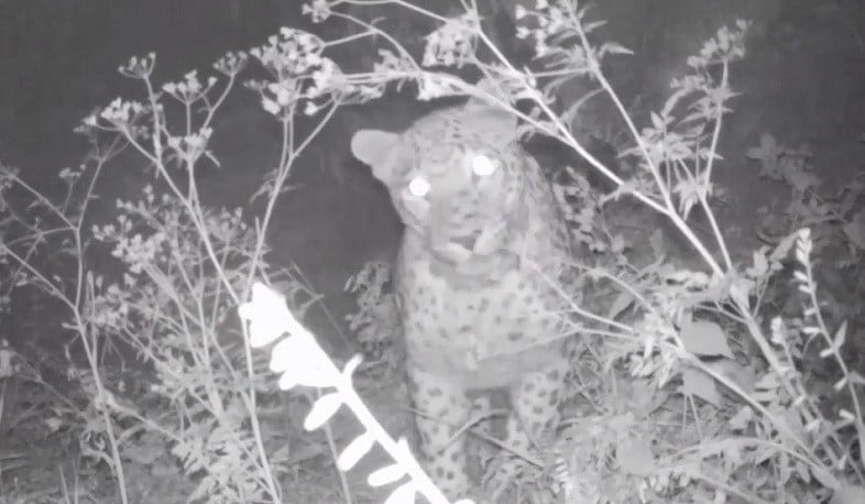 Խոսրովի անտառում կրկին նկարահանել են կովկասյան ընձառյուծին