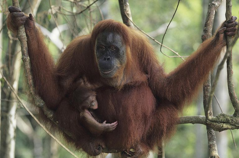 Փաստեր օրանգուտանների մասին